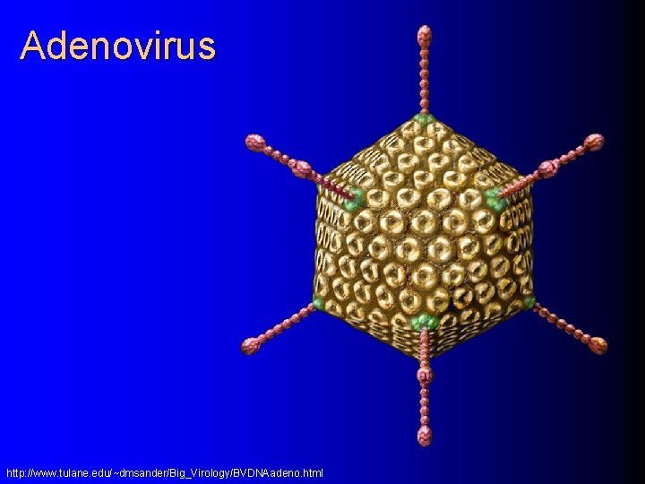 Adenovirus http: //www. tulane. edu/~dmsander/Big_Virology/BVDNAadeno. html 