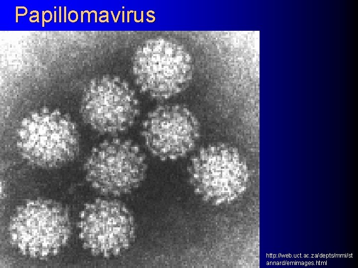 Papillomavirus http: //web. uct. ac. za/depts/mmi/st annard/emimages. html 