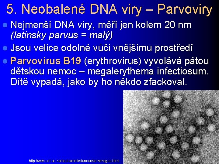 5. Neobalené DNA viry – Parvoviry l Nejmenší DNA viry, měří jen kolem 20