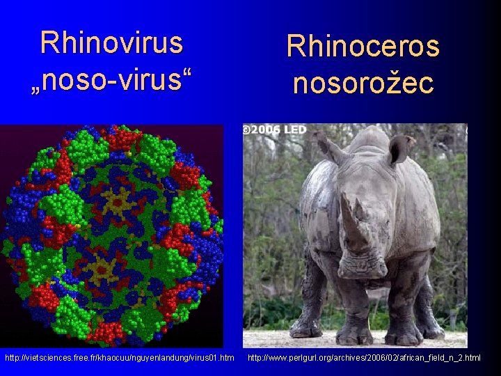 Rhinovirus „noso-virus“ http: //vietsciences. free. fr/khaocuu/nguyenlandung/virus 01. htm Rhinoceros nosorožec http: //www. perlgurl. org/archives/2006/02/african_field_n_2.