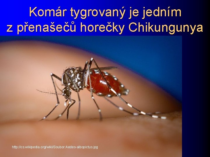 Komár tygrovaný je jedním z přenašečů horečky Chikungunya http: //cs. wikipedia. org/wiki/Soubor: Aedes-albopictus. jpg