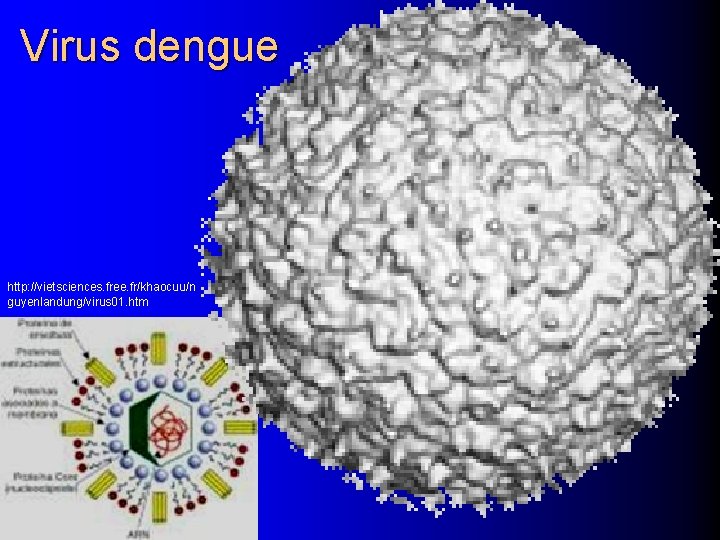 Virus dengue http: //vietsciences. free. fr/khaocuu/n guyenlandung/virus 01. htm 