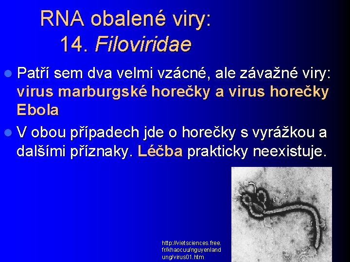 RNA obalené viry: 14. Filoviridae l Patří sem dva velmi vzácné, ale závažné viry: