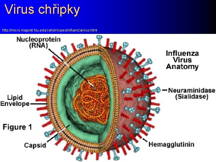 Virus chřipky http: //micro. magnet. fsu. edu/cells/viruses/influenzavirus. html 
