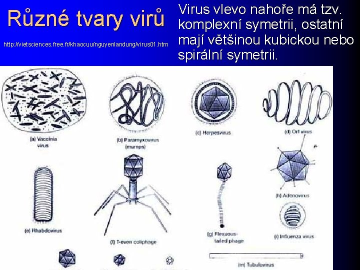 Různé tvary virů http: //vietsciences. free. fr/khaocuu/nguyenlandung/virus 01. htm Virus vlevo nahoře má tzv.