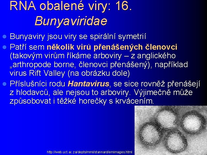 RNA obalené viry: 16. Bunyaviridae Bunyaviry jsou viry se spirální symetrií l Patří sem