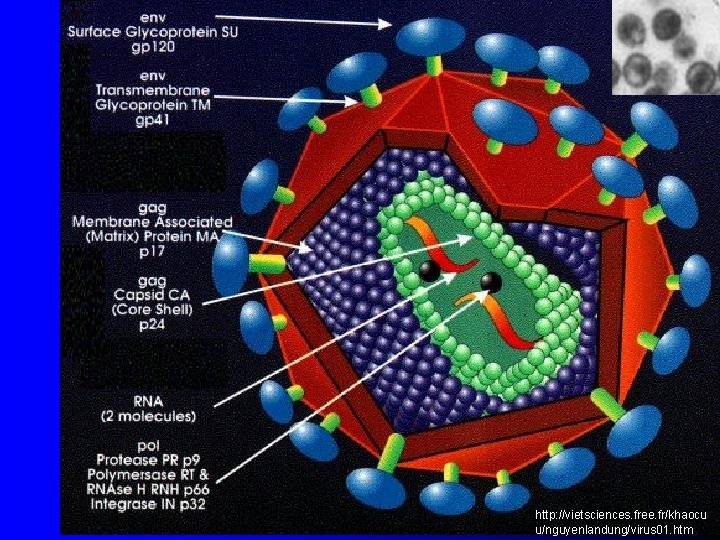 http: //vietsciences. free. fr/khaocu u/nguyenlandung/virus 01. htm 