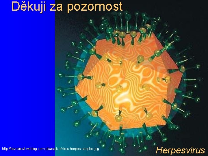 Děkuji za pozornost http: //alandroal. weblog. com. pt/arquivo/virus-herpes-simplex. jpg Herpesvirus 