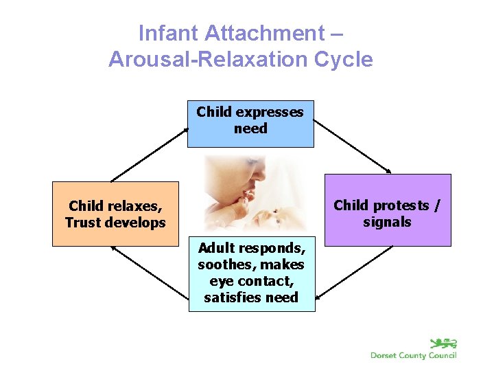 Infant Attachment – Arousal-Relaxation Cycle Child expresses need Child protests / signals Child relaxes,