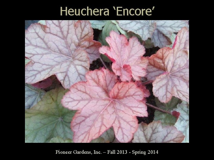 Heuchera ‘Encore’ Pioneer Gardens, Inc. – Fall 2013 - Spring 2014 