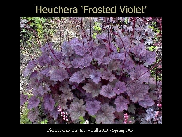 Heuchera ‘Frosted Violet’ Pioneer Gardens, Inc. – Fall 2013 - Spring 2014 