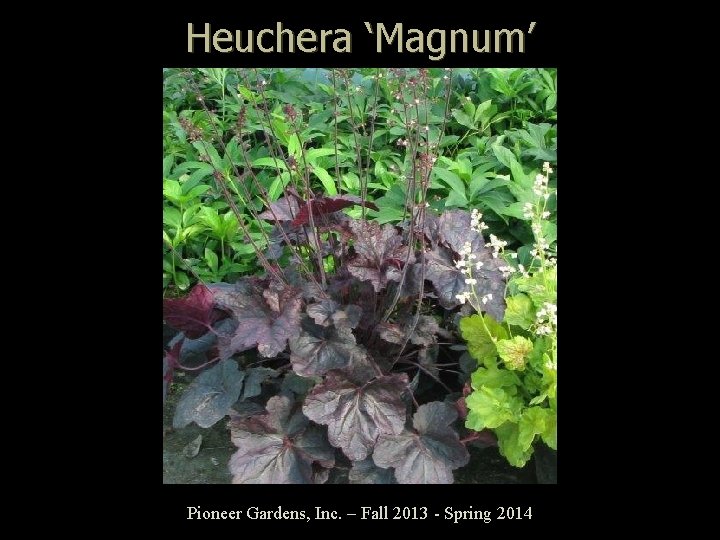 Heuchera ‘Magnum’ Pioneer Gardens, Inc. – Fall 2013 - Spring 2014 