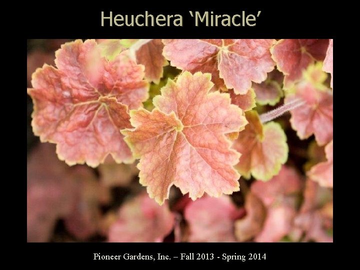 Heuchera ‘Miracle’ Pioneer Gardens, Inc. – Fall 2013 - Spring 2014 