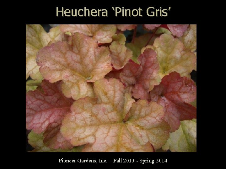 Heuchera ‘Pinot Gris’ Pioneer Gardens, Inc. – Fall 2013 - Spring 2014 