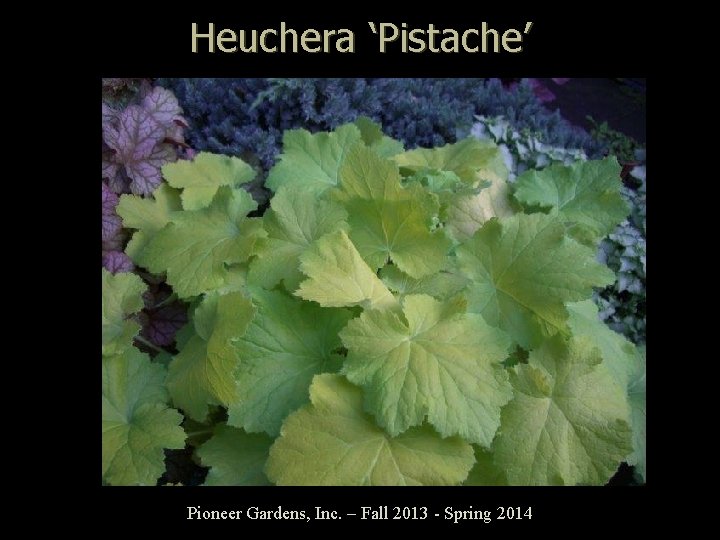 Heuchera ‘Pistache’ Pioneer Gardens, Inc. – Fall 2013 - Spring 2014 