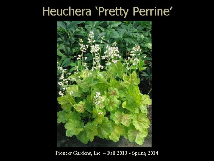 Heuchera ‘Pretty Perrine’ Pioneer Gardens, Inc. – Fall 2013 - Spring 2014 