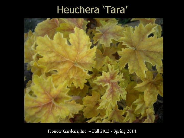 Heuchera ‘Tara’ Pioneer Gardens, Inc. – Fall 2013 - Spring 2014 