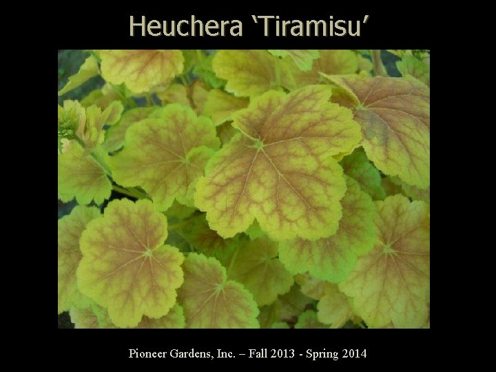 Heuchera ‘Tiramisu’ Pioneer Gardens, Inc. – Fall 2013 - Spring 2014 