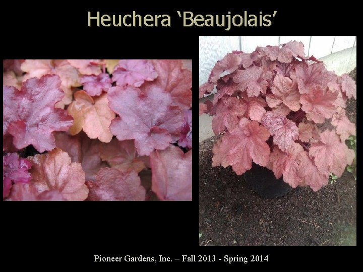 Heuchera ‘Beaujolais’ Pioneer Gardens, Inc. – Fall 2013 - Spring 2014 