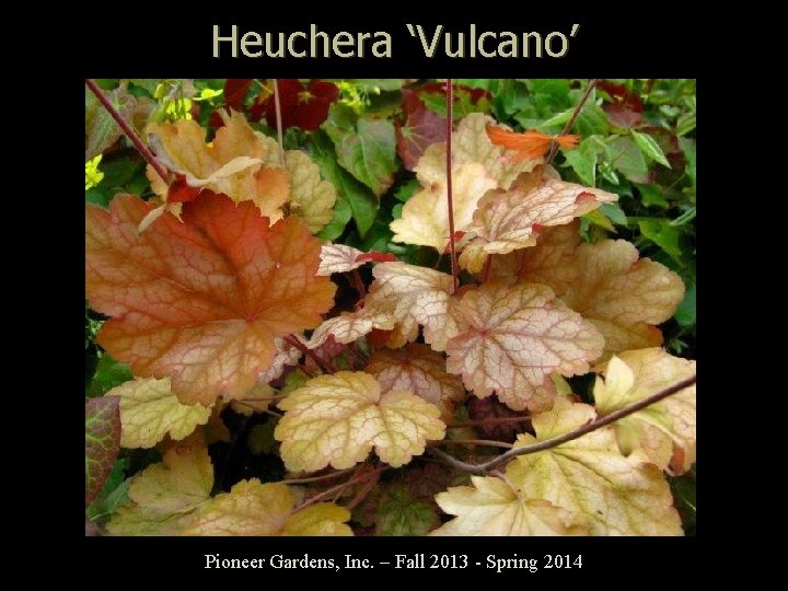 Heuchera ‘Vulcano’ Pioneer Gardens, Inc. – Fall 2013 - Spring 2014 