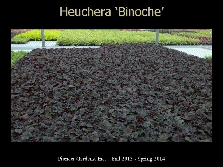 Heuchera ‘Binoche’ Pioneer Gardens, Inc. – Fall 2013 - Spring 2014 