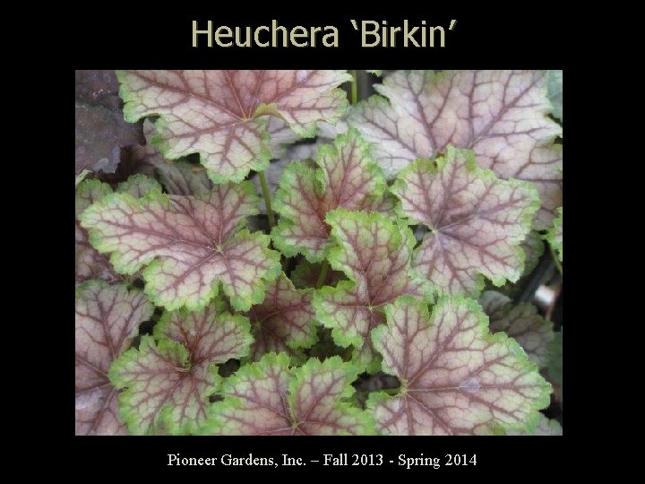 Heuchera ‘Birkin’ Pioneer Gardens, Inc. – Fall 2013 - Spring 2014 