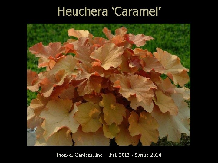 Heuchera ‘Caramel’ Pioneer Gardens, Inc. – Fall 2013 - Spring 2014 