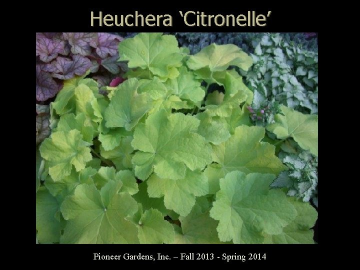 Heuchera ‘Citronelle’ Pioneer Gardens, Inc. – Fall 2013 - Spring 2014 