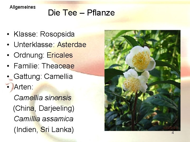 Allgemeines Die Tee – Pflanze • • • Klasse: Rosopsida Unterklasse: Asterdae Ordnung: Ericales