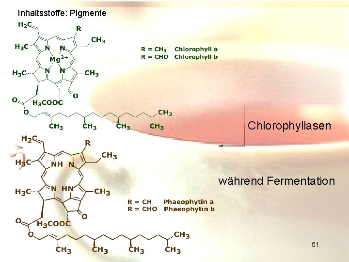 Inhaltsstoffe: Pigmente Chlorophyllasen während Fermentation 51 