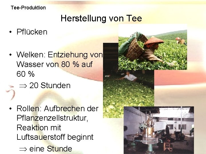 Tee-Produktion Herstellung von Tee • Pflücken • Welken: Entziehung von Wasser von 80 %