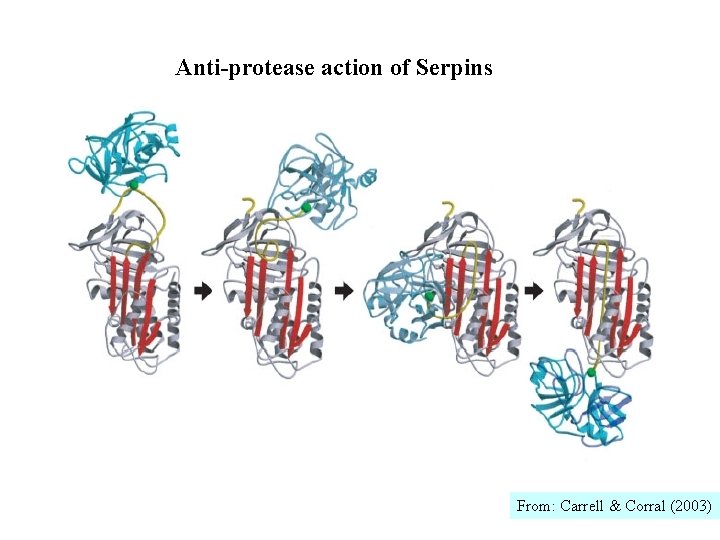 Anti-protease action of Serpins From: Carrell & Corral (2003) 