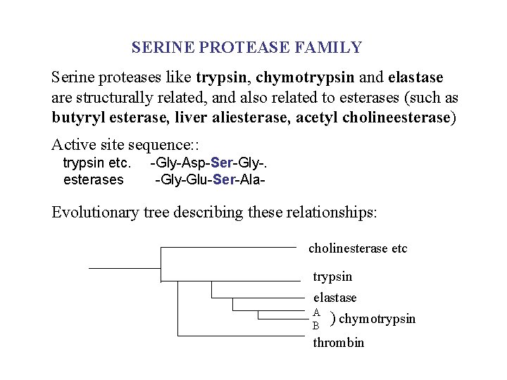 SERINE PROTEASE FAMILY Serine proteases like trypsin, chymotrypsin and elastase are structurally related, and