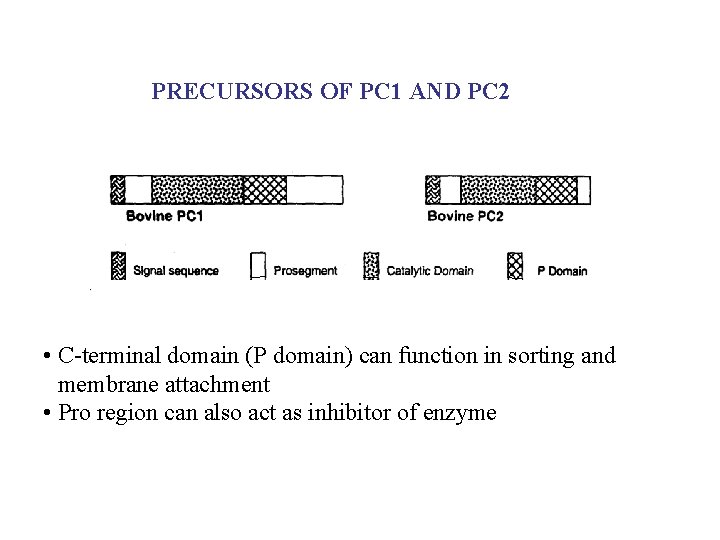 PRECURSORS OF PC 1 AND PC 2 • C-terminal domain (P domain) can function