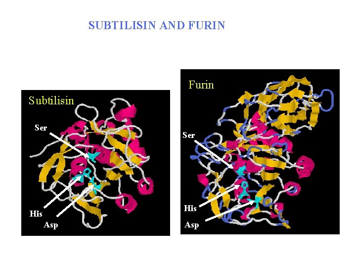 SUBTILISIN AND FURIN Furin Subtilisin Ser His Asp 