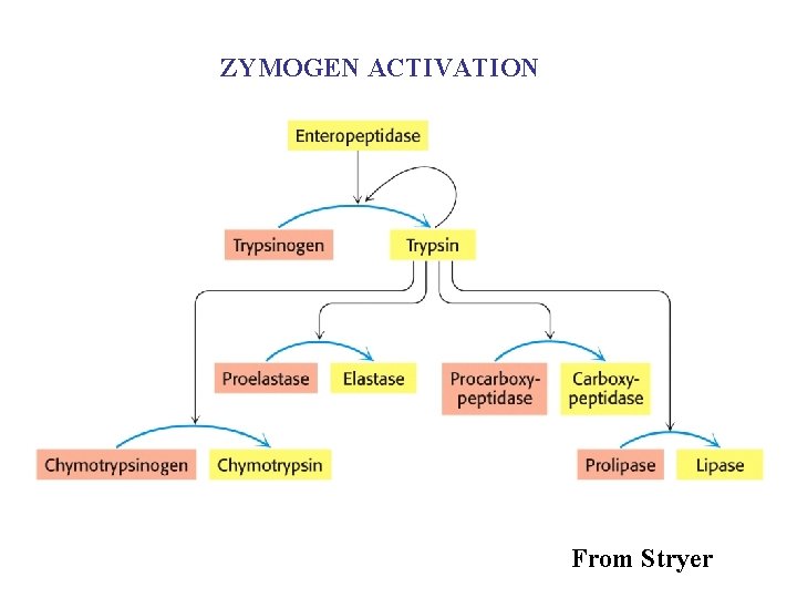 ZYMOGEN ACTIVATION From Stryer 