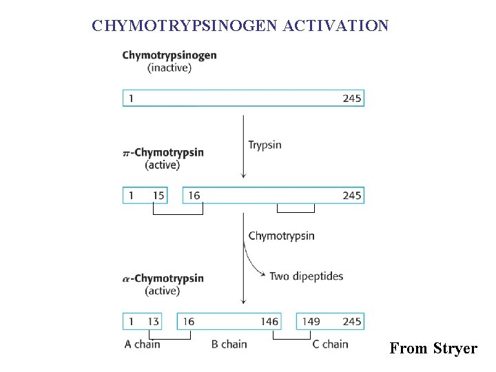 CHYMOTRYPSINOGEN ACTIVATION From Stryer 
