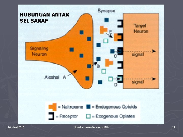 HUBUNGAN ANTAR SEL SARAF 26 Maret 2010 Struktur Hewan/Any Aryani/Bio 22 