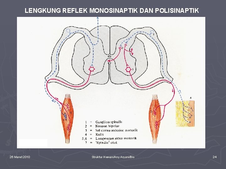 LENGKUNG REFLEK MONOSINAPTIK DAN POLISINAPTIK 26 Maret 2010 Struktur Hewan/Any Aryani/Bio 24 