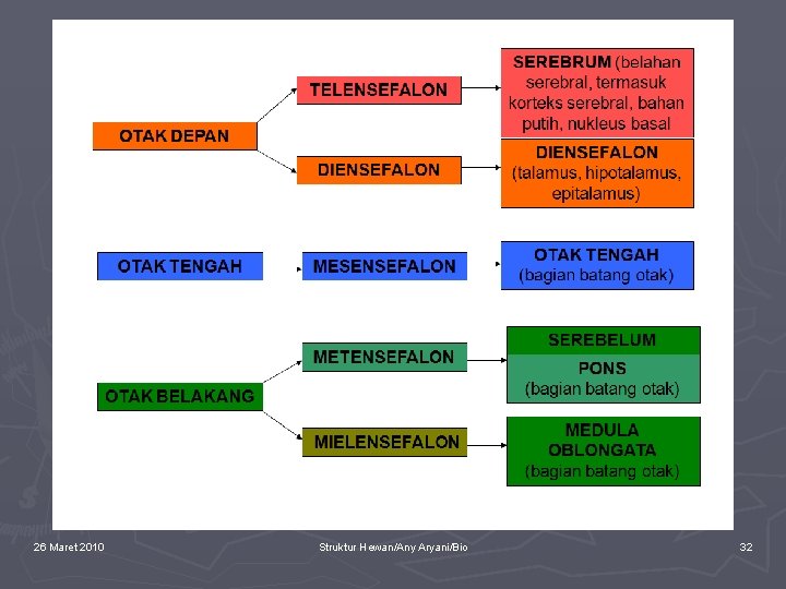 26 Maret 2010 Struktur Hewan/Any Aryani/Bio 32 