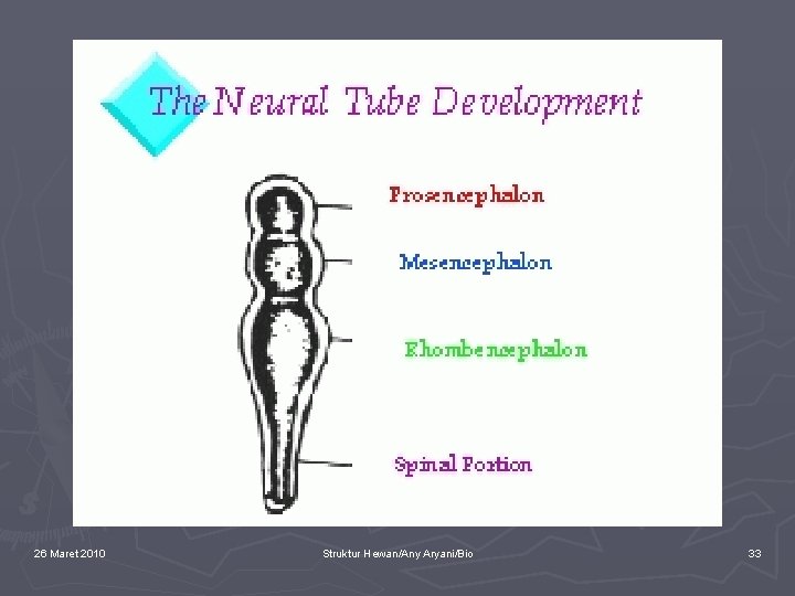 26 Maret 2010 Struktur Hewan/Any Aryani/Bio 33 