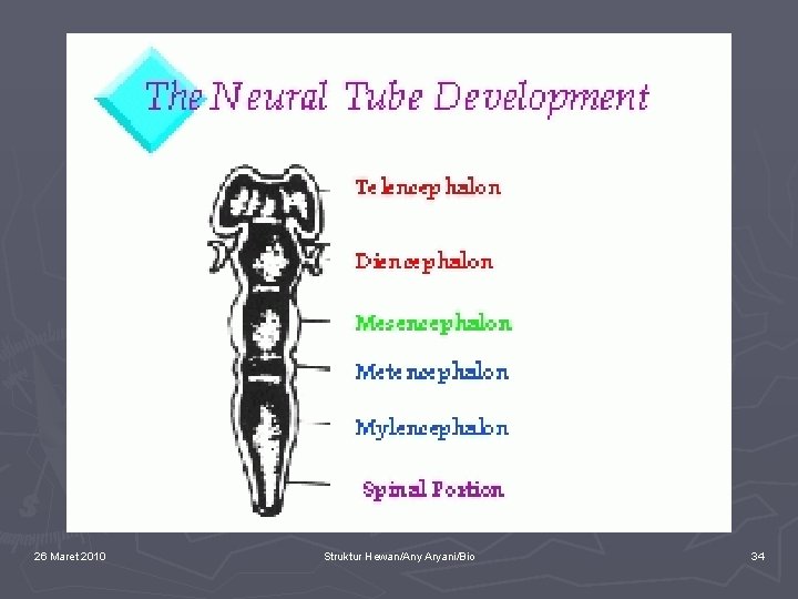 26 Maret 2010 Struktur Hewan/Any Aryani/Bio 34 