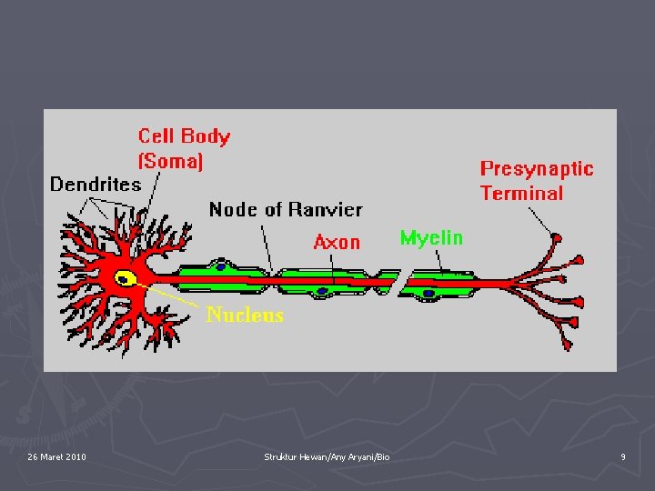 26 Maret 2010 Struktur Hewan/Any Aryani/Bio 9 