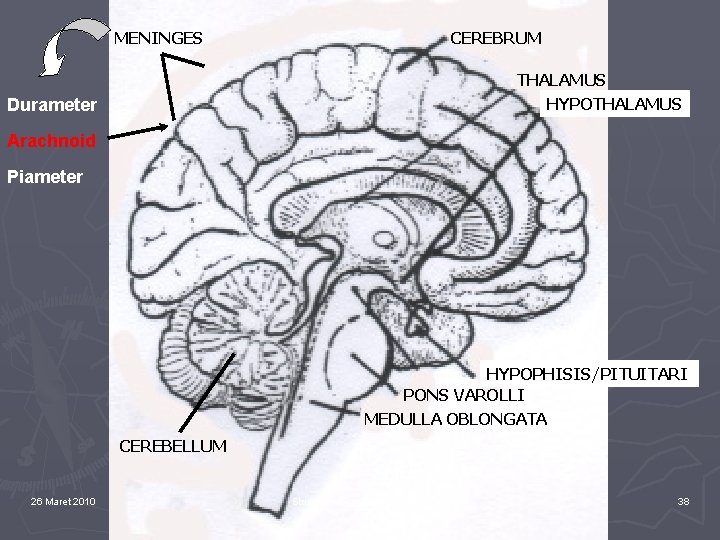 MENINGES CEREBRUM THALAMUS HYPOTHALAMUS Durameter Arachnoid Piameter HYPOPHISIS/PITUITARI PONS VAROLLI MEDULLA OBLONGATA CEREBELLUM MED