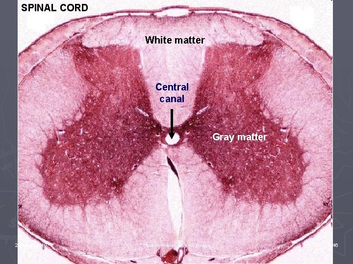 SPINAL CORD White matter Central canal Gray matter 26 Maret 2010 Struktur Hewan/Any Aryani/Bio