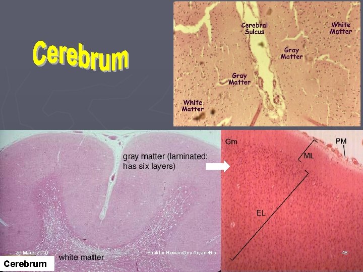 26 Maret 2010 Cerebrum Struktur Hewan/Any Aryani/Bio 48 