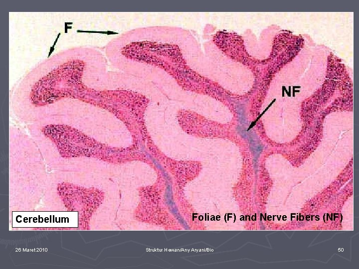 Cerebellum 26 Maret 2010 Foliae (F) and Nerve Fibers (NF) Struktur Hewan/Any Aryani/Bio 50