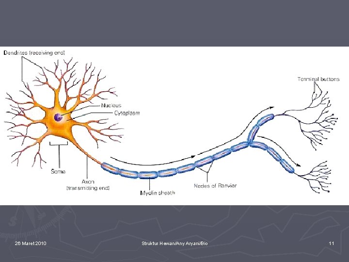 26 Maret 2010 Struktur Hewan/Any Aryani/Bio 11 