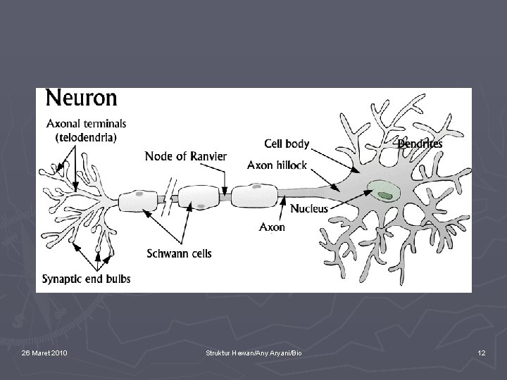 26 Maret 2010 Struktur Hewan/Any Aryani/Bio 12 