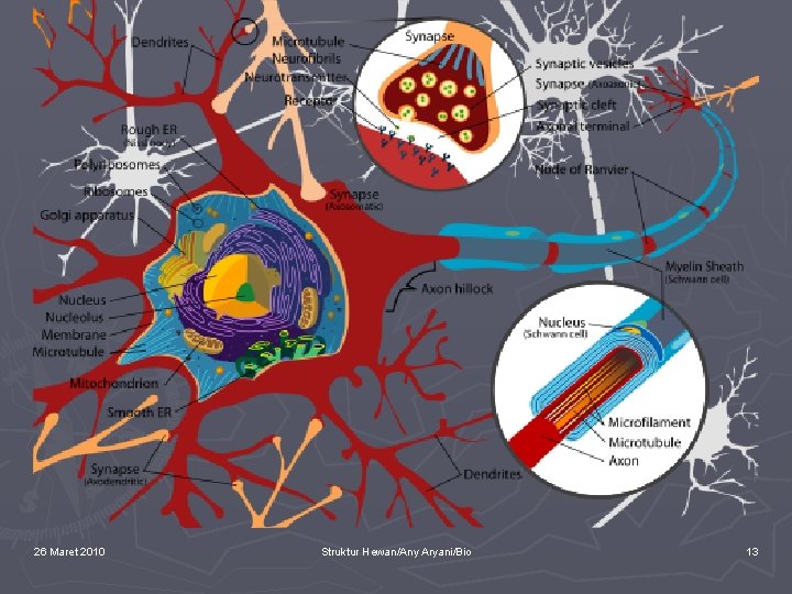 26 Maret 2010 Struktur Hewan/Any Aryani/Bio 13 